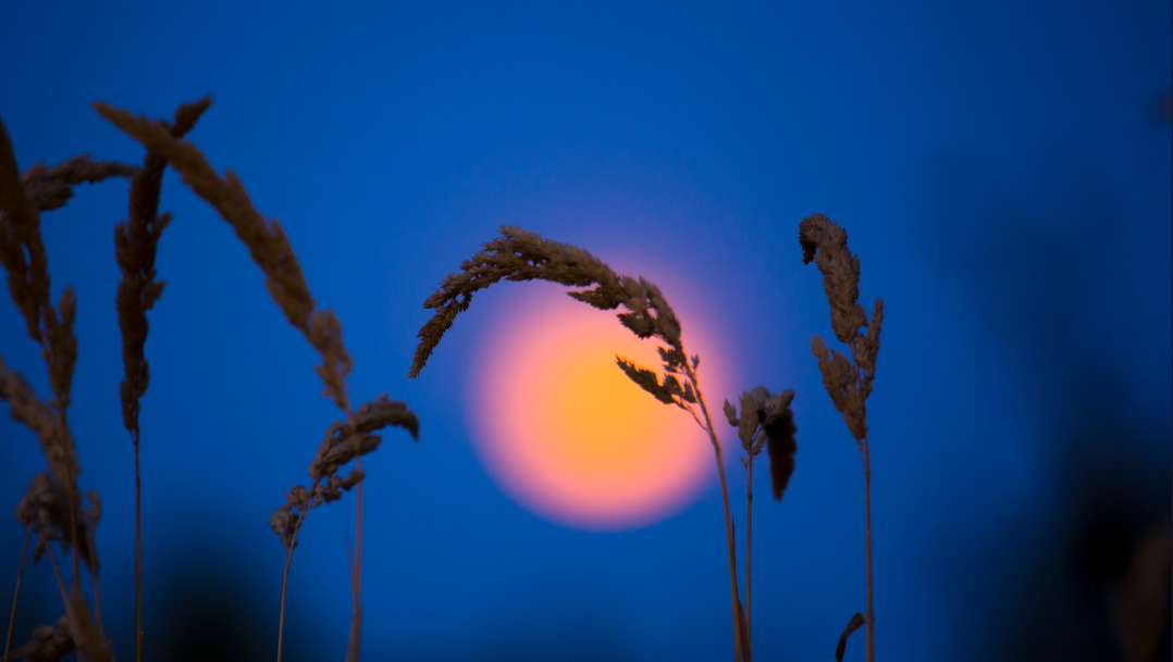 What the Waning Moon Wants You to Release This Week