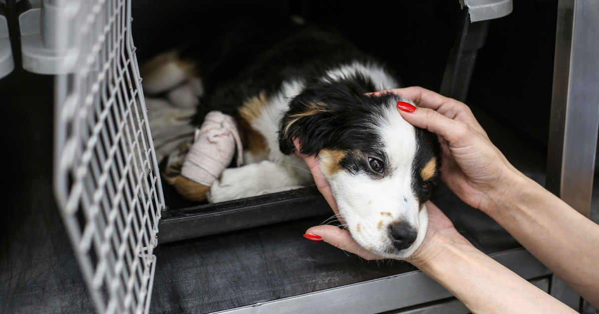 February 5 Newsletter: Local rescue organization launches GoFundMe following van crash