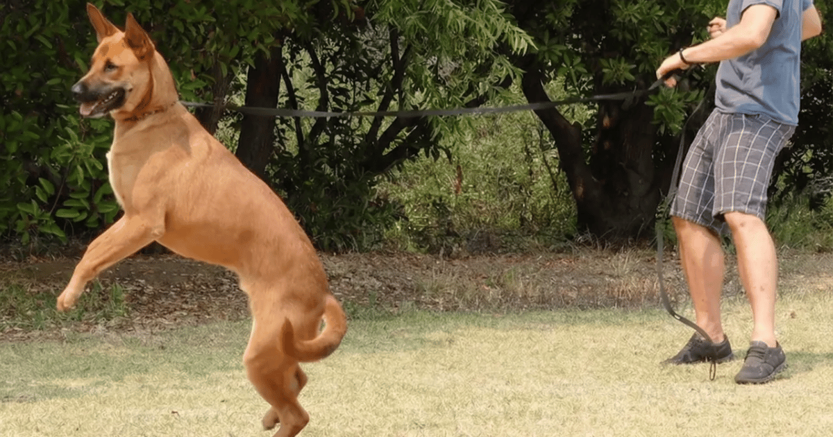 Your dog isn't pulling. You taught him to.