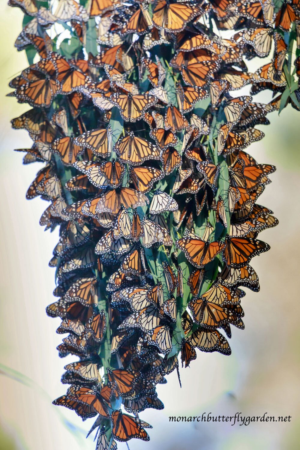 🦋 Western Monarch Numbers Released 🥲 
