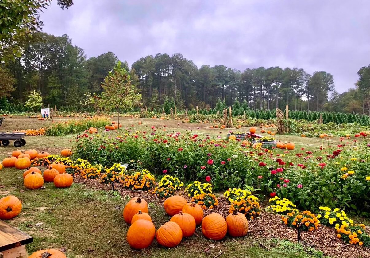 Pumpkin to Talk About