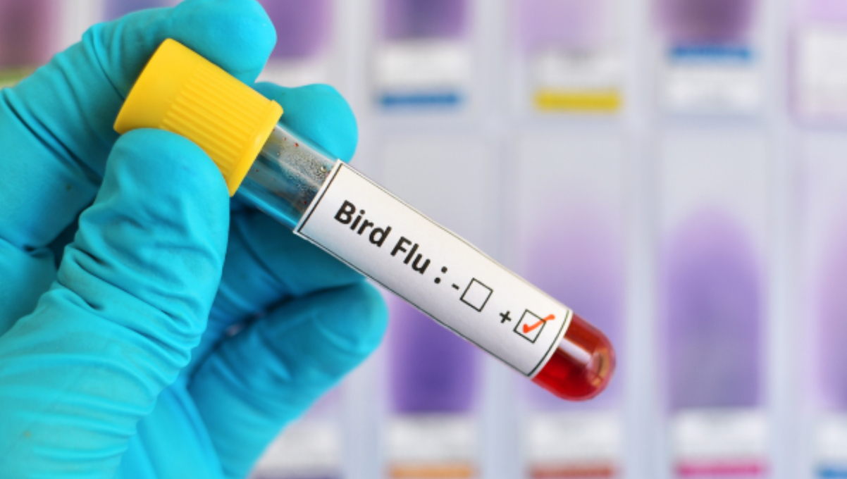 Bird Flu persists in raw-milk cheese; UK sees drop in Salmonella, Campylobacter cases