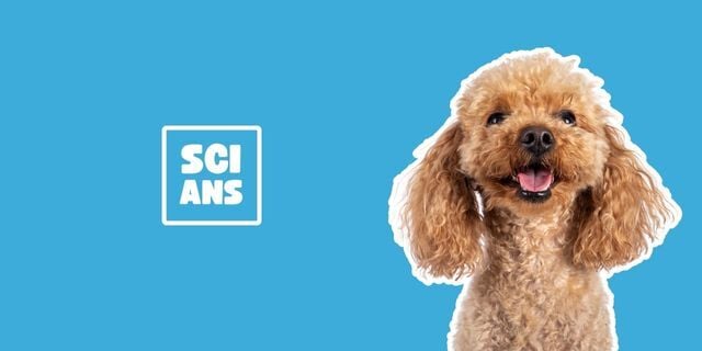 How old is your dog really?