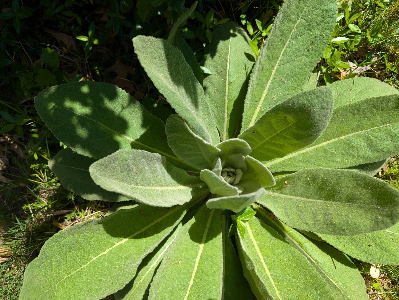 Mullein