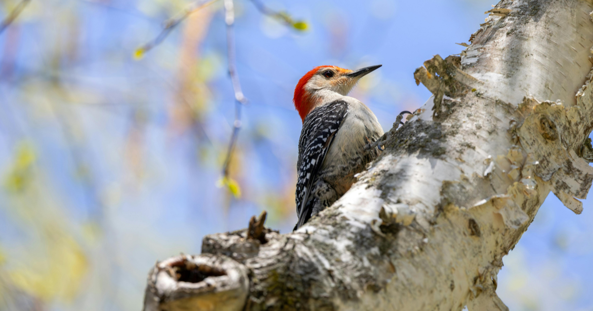 Kane County Forest Preserve District announces spring birding programs
