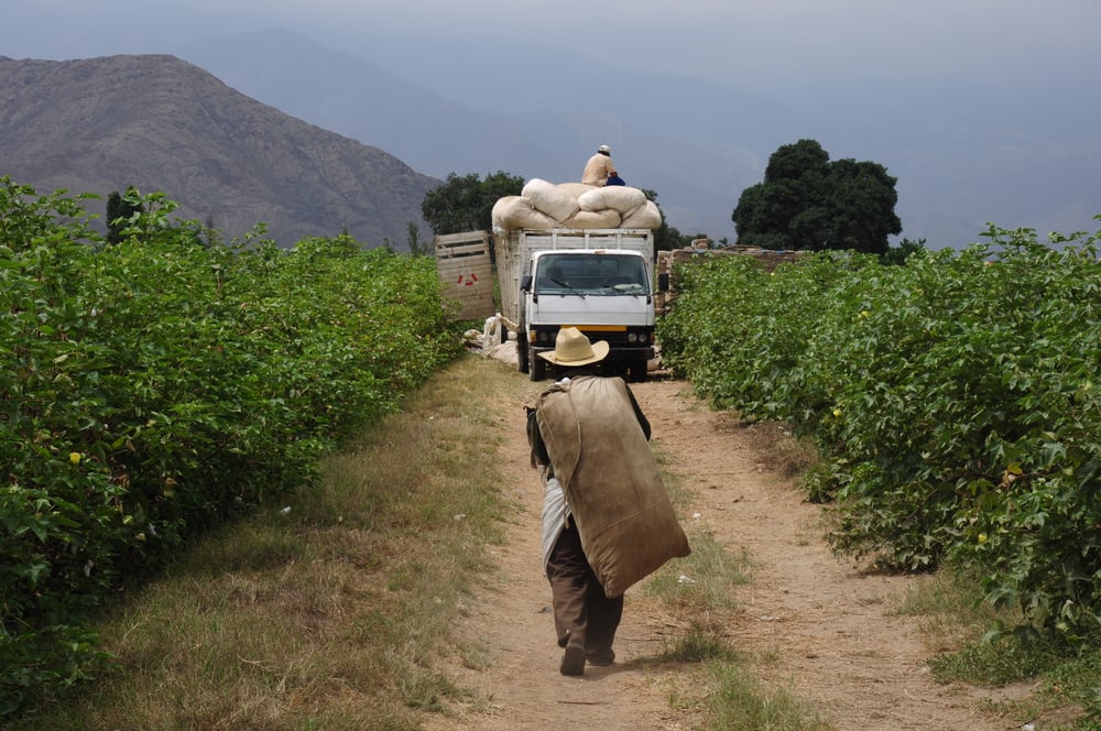 Market Roundup: Peruvian cotton exports to Brazil on the rise