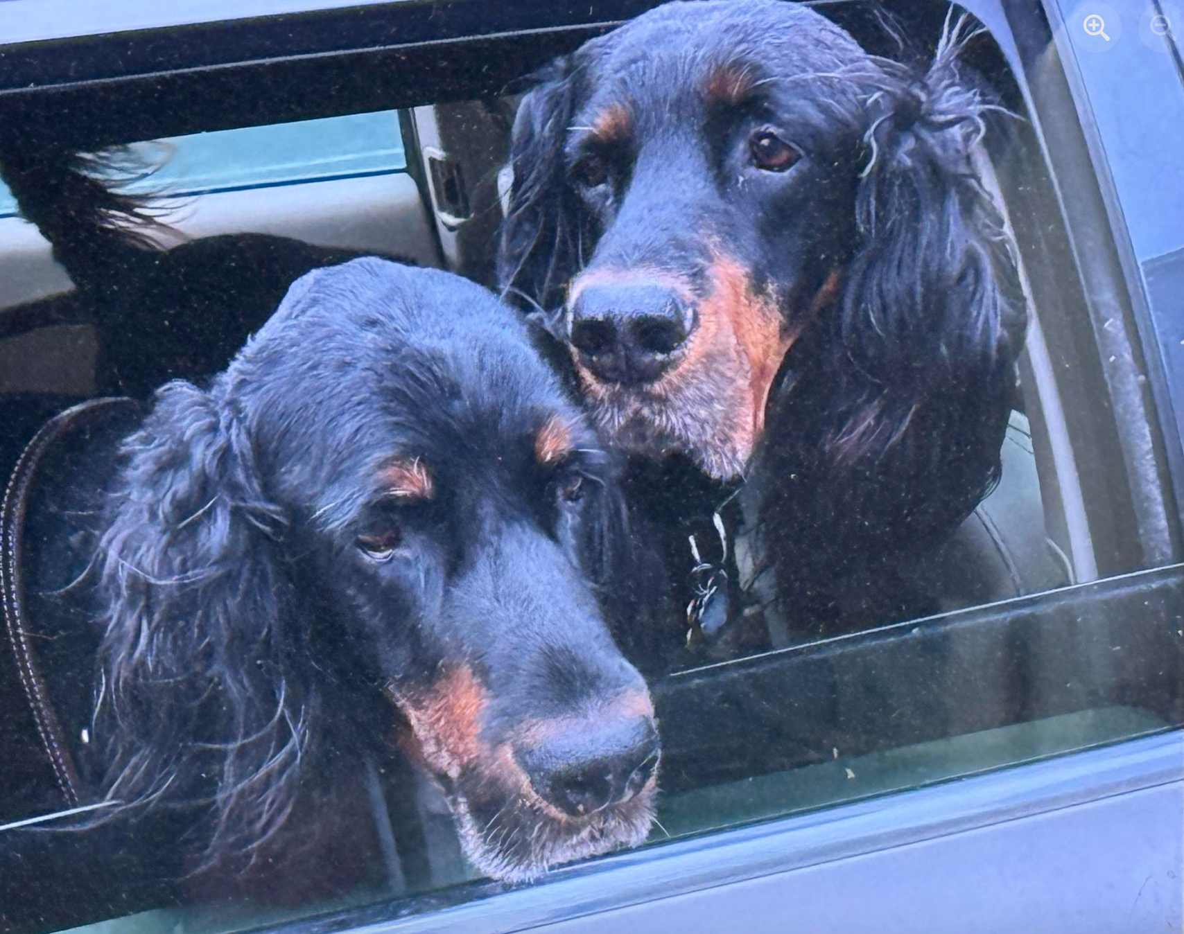 🐶❤️🐶 How to get your pup used to wearing a winter coat  🐶❤️🐶 