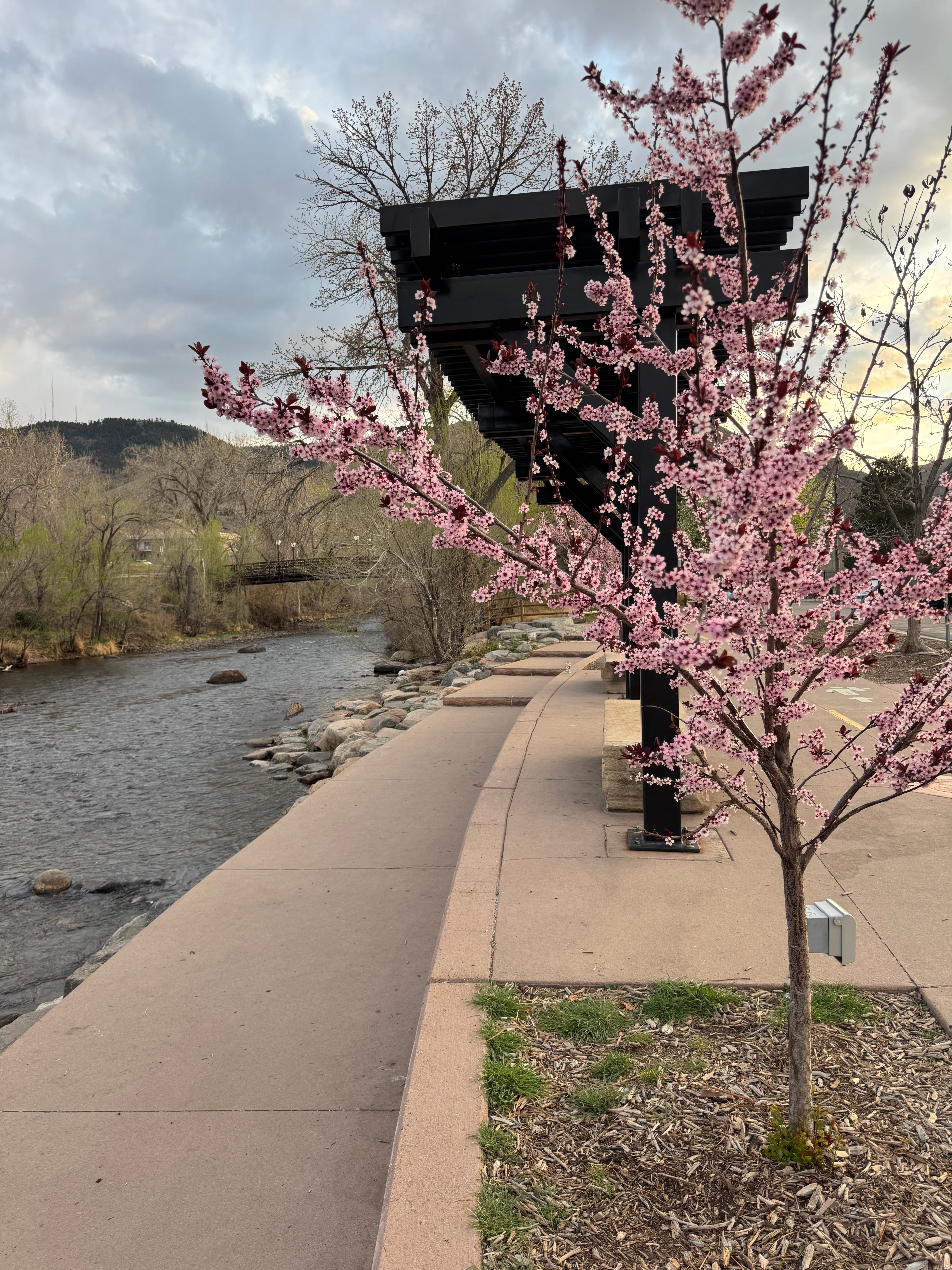 🪿  Pink Moon & Feeling Bookish