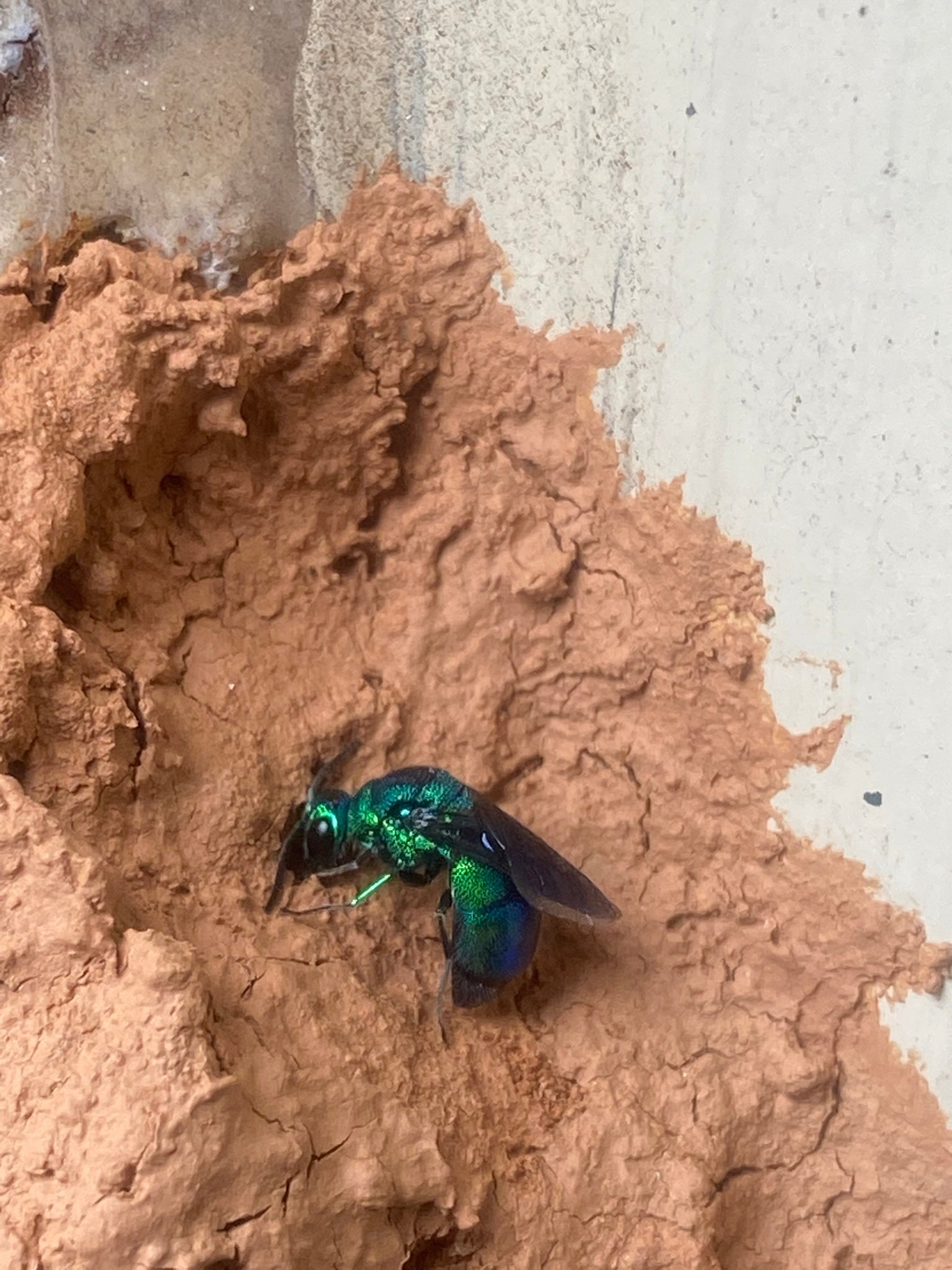 The Gulo in Nature Newsletter