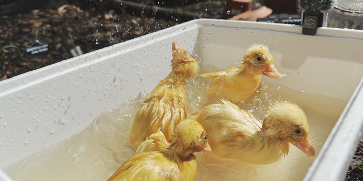 Ducklings Take a Dip