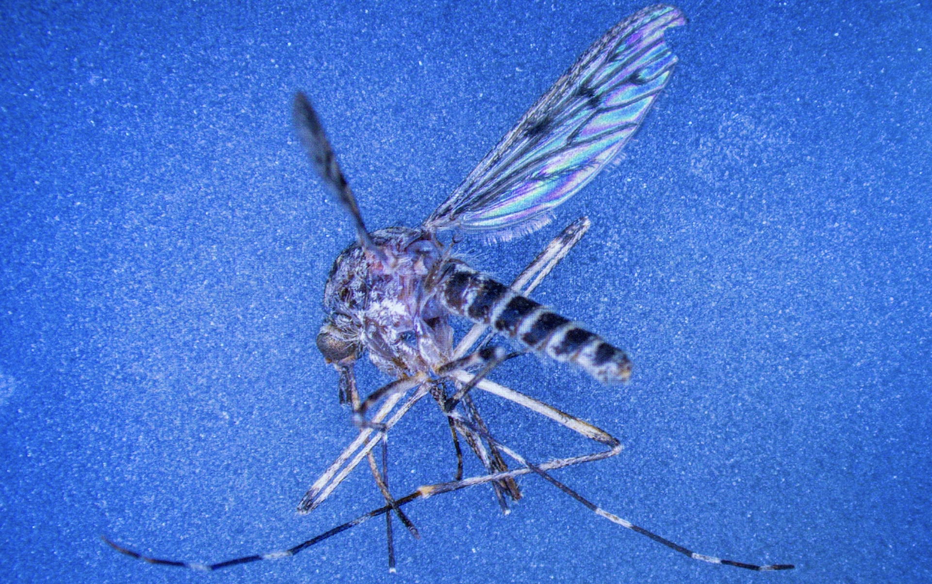 Mosquitoes found in Iceland for 1st time as temperatures in the region rise