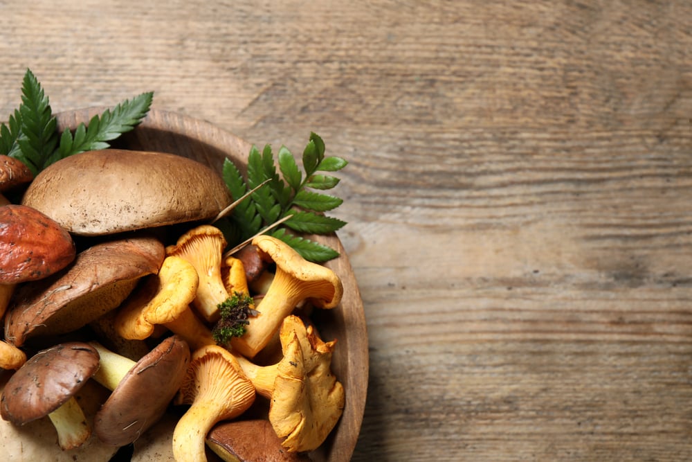 Benefits of Mushroom Broth for Dogs