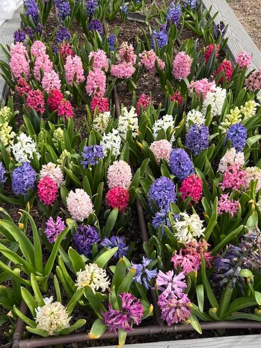 Fannie Cakes moves, Belmont Social House opens, Belmont getting new mural