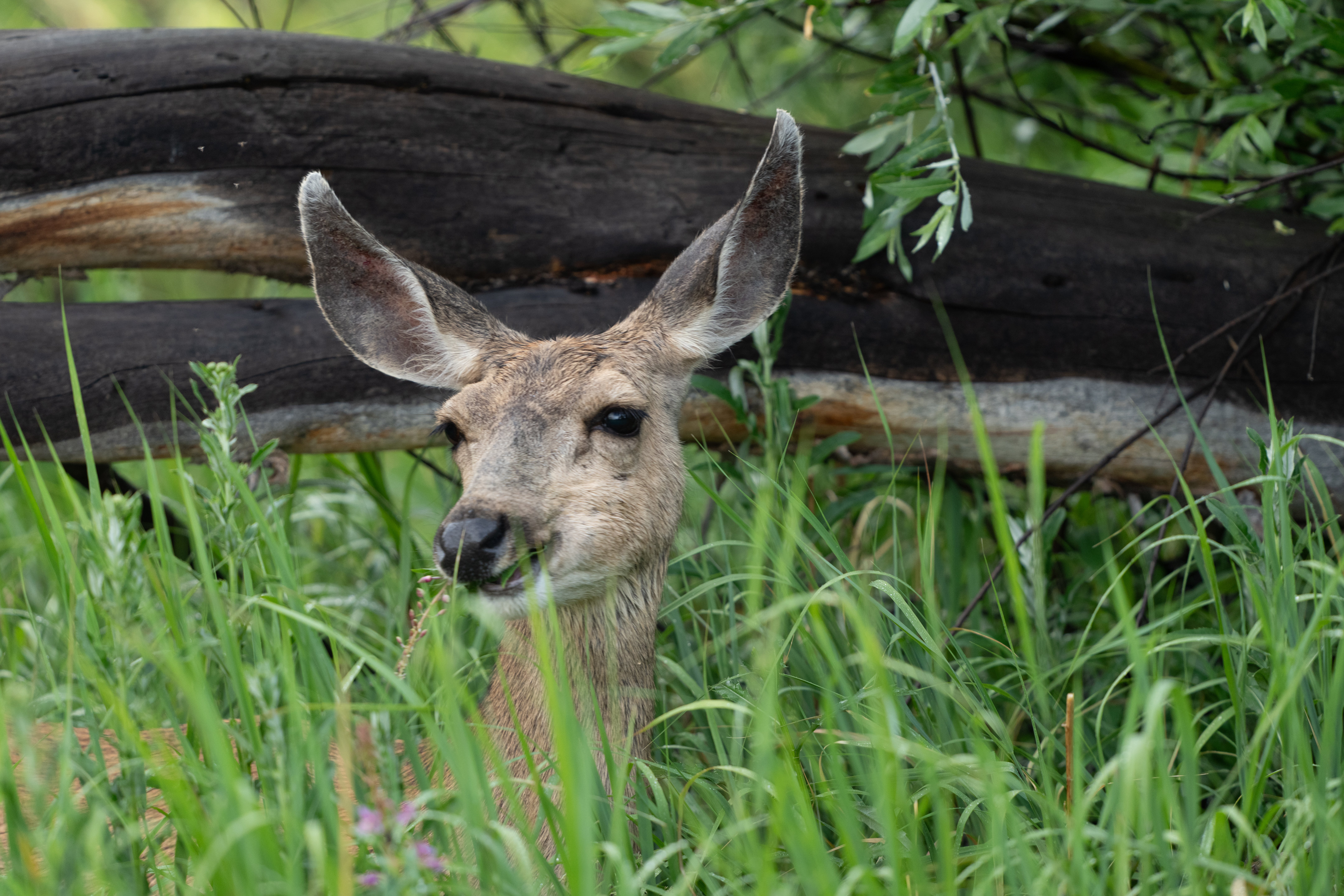 Trail Notes Newsletter: Edge of Spring