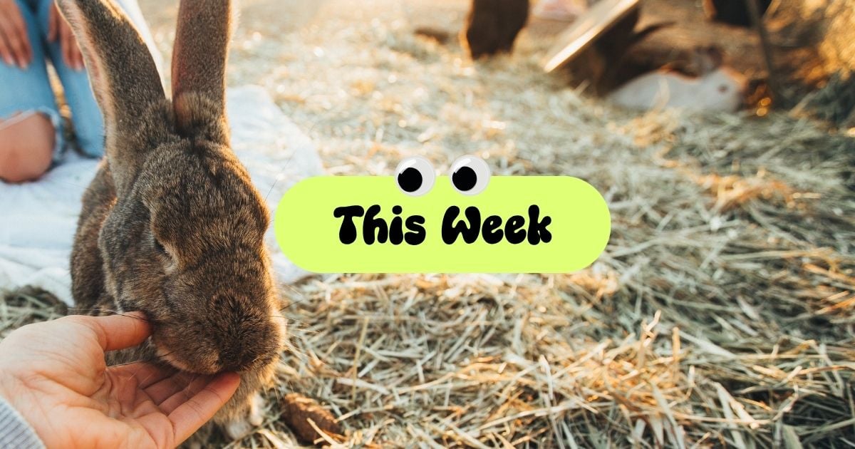 Venice Rising Weekly: April 21-27