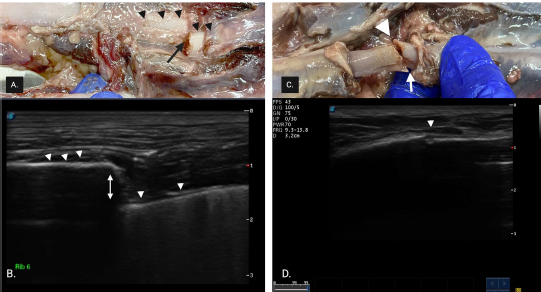 Ultrasound Matches X-rays for Dog Rib Fracture Diagnosis—But Takes Longer