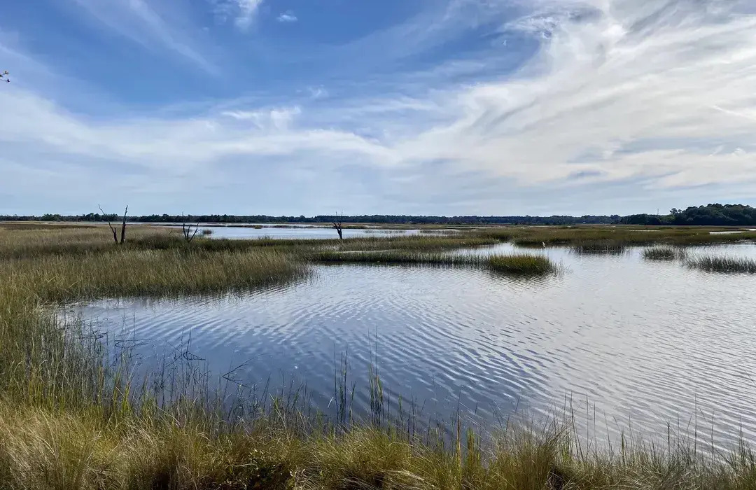 🐾 The Lowcountry's Prettiest Views With Your Pup
