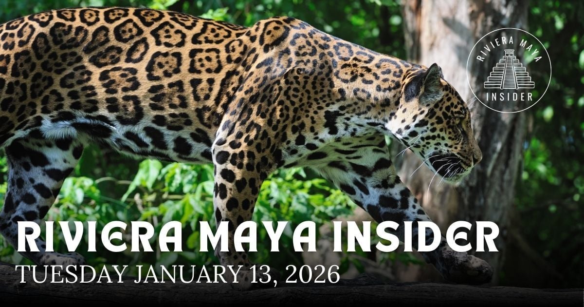 🌴It Really Is a Jungle Out There! [VIDEO]