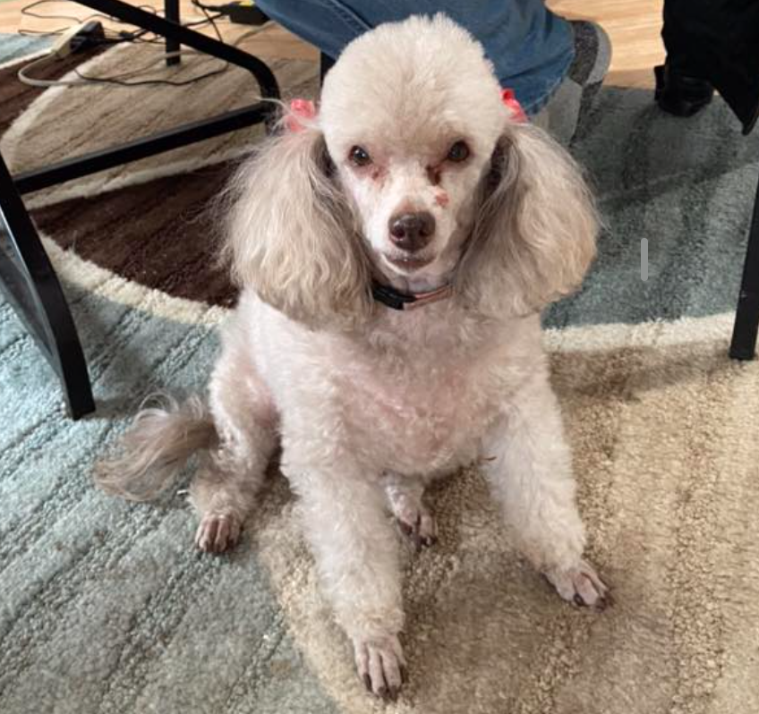 🐶❤️🐶 The story of Togo the hero dog 🐶❤️🐶 