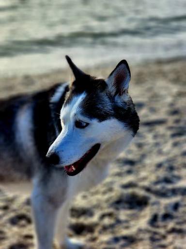 🐶❤️🐶 Why do dogs love fire hydrants? 🐶❤️🐶 