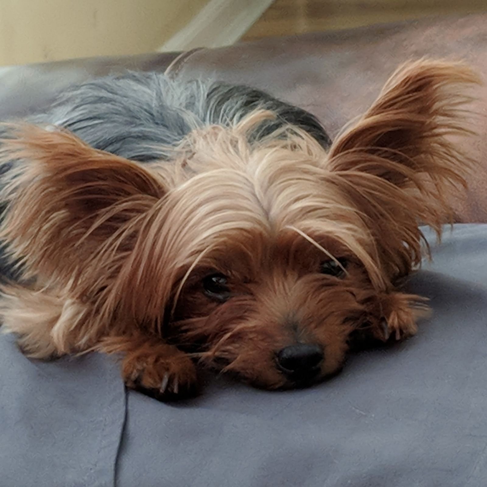 🐕 THE LUNA FILES: She Showed Up Twice