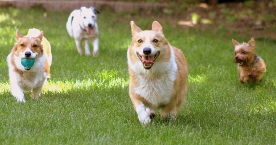 Nature Positive Practices