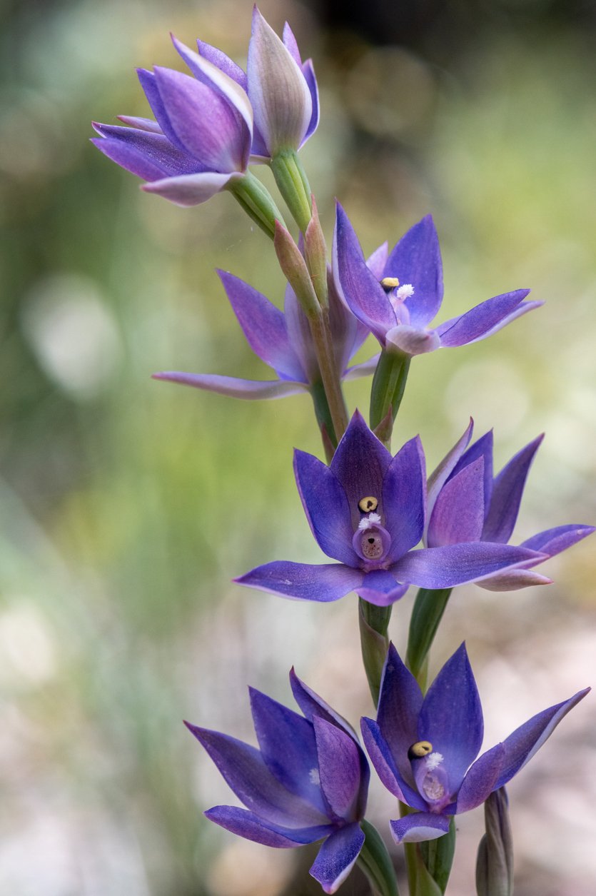 Sun Orchid (Thelymitra sp.)