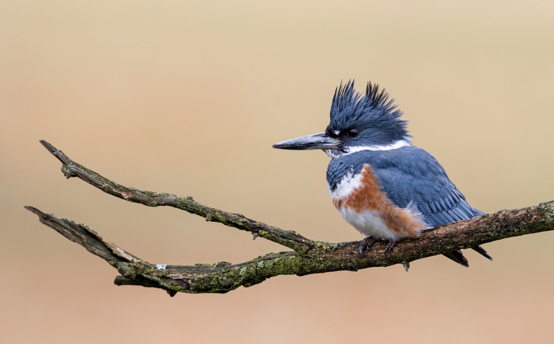 Kingfisher Folklore and Fun Facts