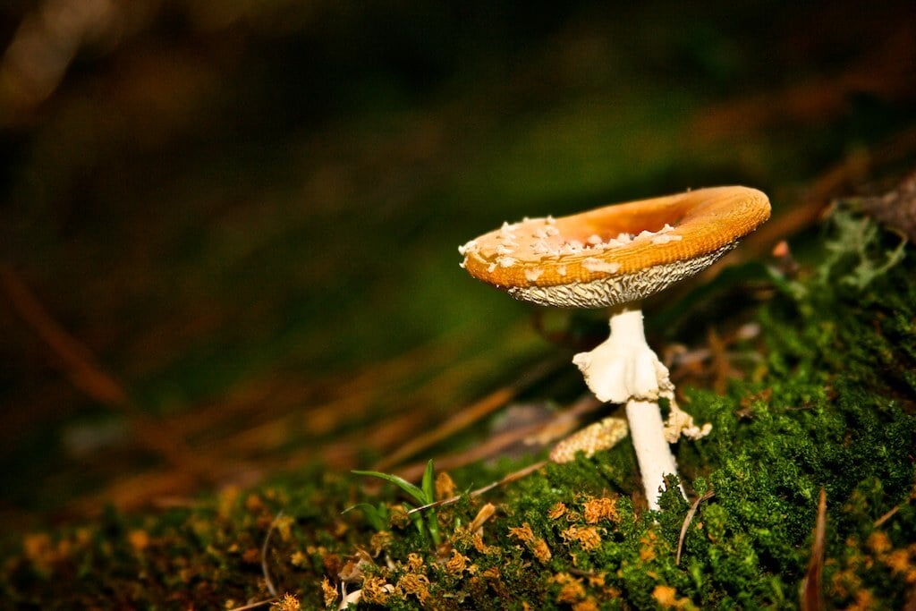 What Role does Philosophy Play in the Future of Psychedelics?