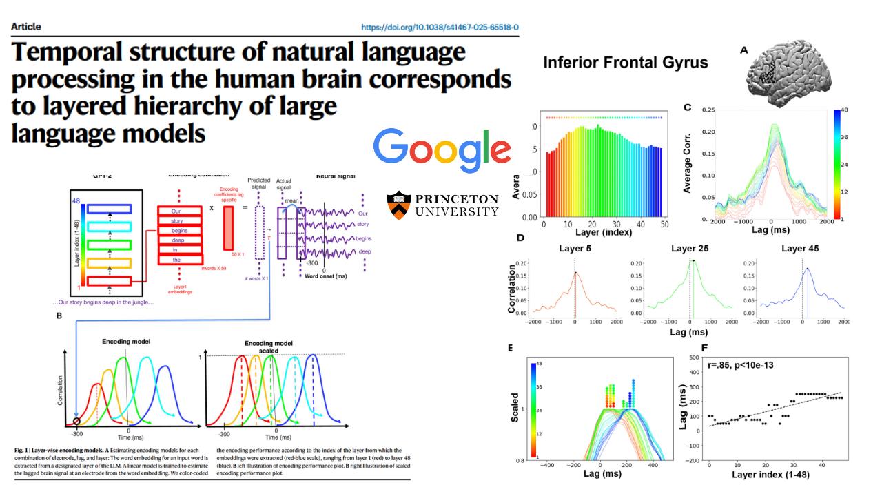 Google Research: Your Brain Layers Language Like an LLM