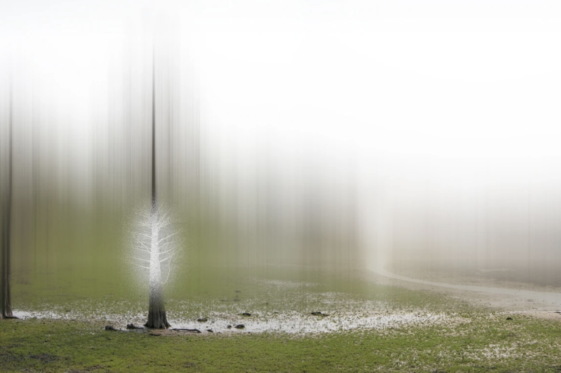 Ghost Trees by Ellen Jantzen