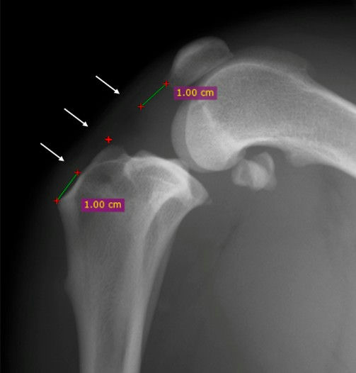 TPLO’s Hidden Impact: New Imaging Study Reveals Ligament Changes in Dogs