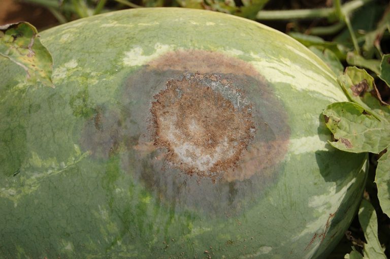 Robigalia Roundup LXVI