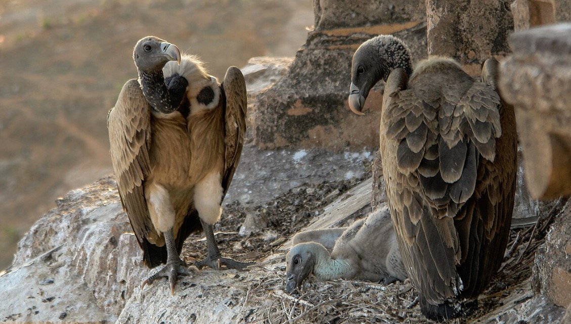 The Painkiller That Killed Half a Million People 