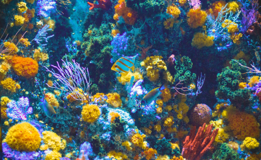 Nature Positive Practices