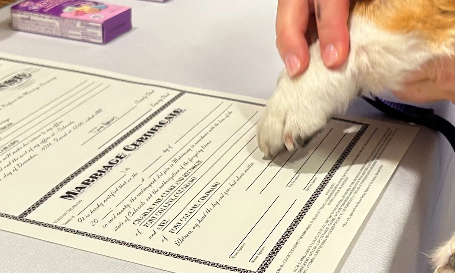 Photo story: Pets serve witness at License To Wed Bash