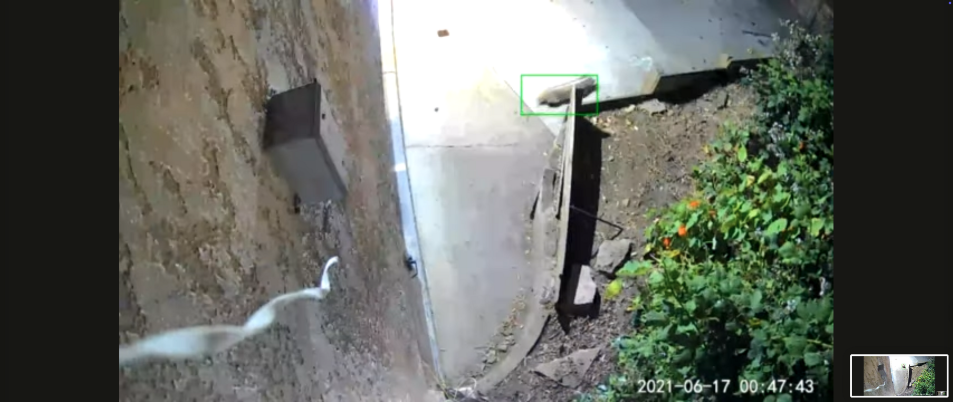 A Badger Was Spotted in San Francisco for the First Time in Living Memory