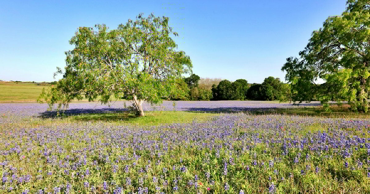 What's Happening in Tyler This Week: Run for Autism, Live Music, Markets & More (April 9–16)