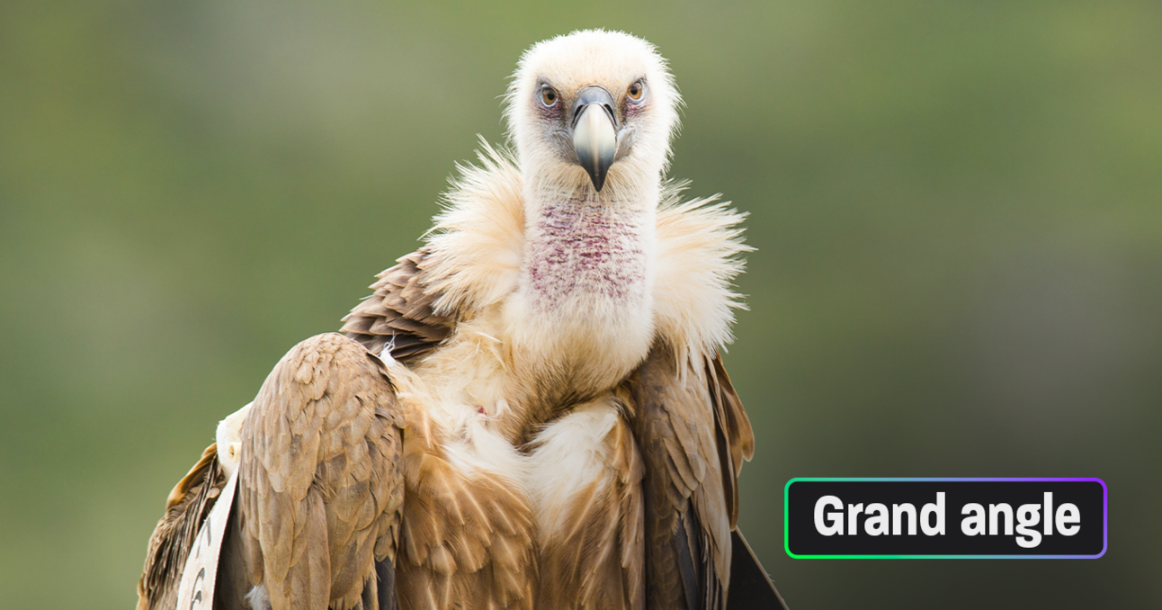 Les oiseaux disparaissent : voilà comment les protéger