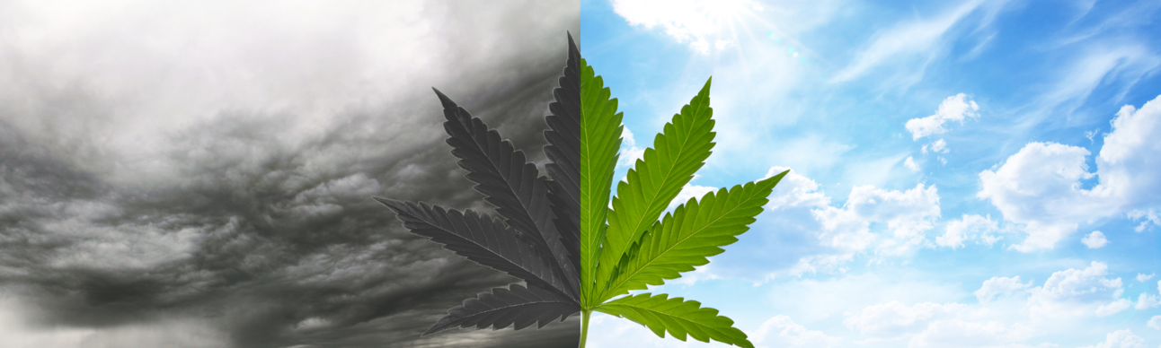 How Rescheduling Marijuana Could Transform Cannabis Retail