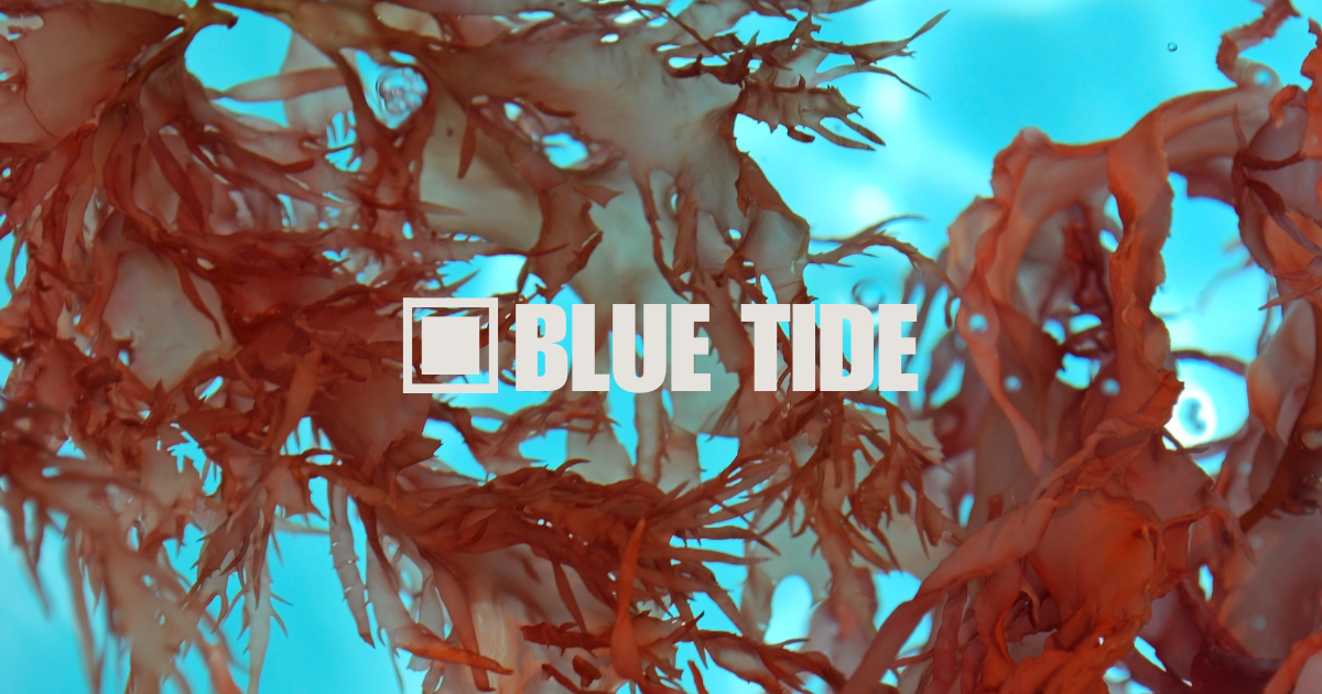 Seaweed farming in Florida?
