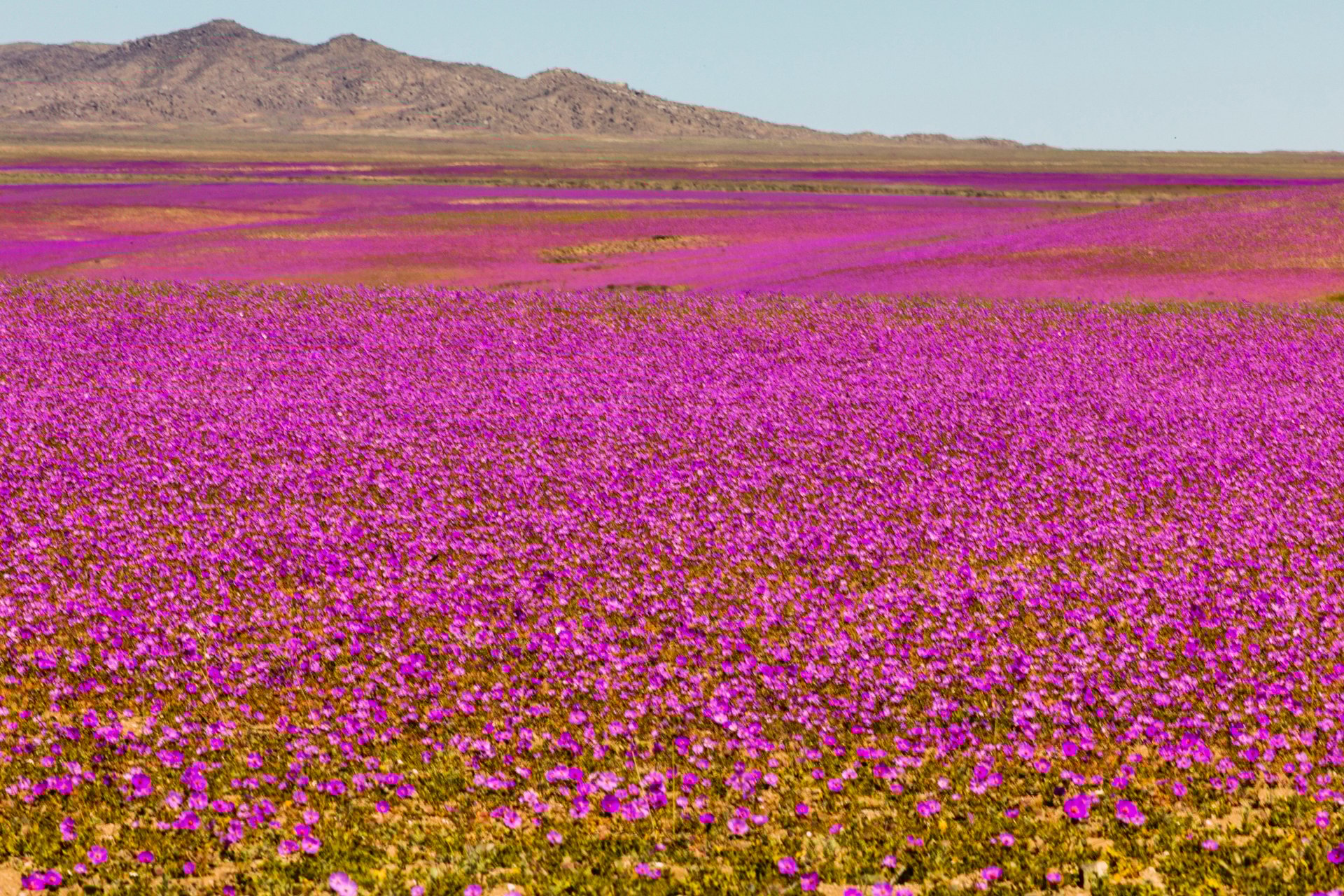 When the Atacama Blooms – Cistanthe grandiflora, also known as “Pata de Guanaco” or “Guanaco’s foot”
