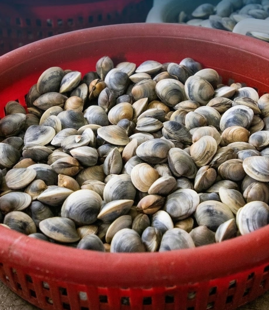 Feeding Florida and Cedar Key Clams 
