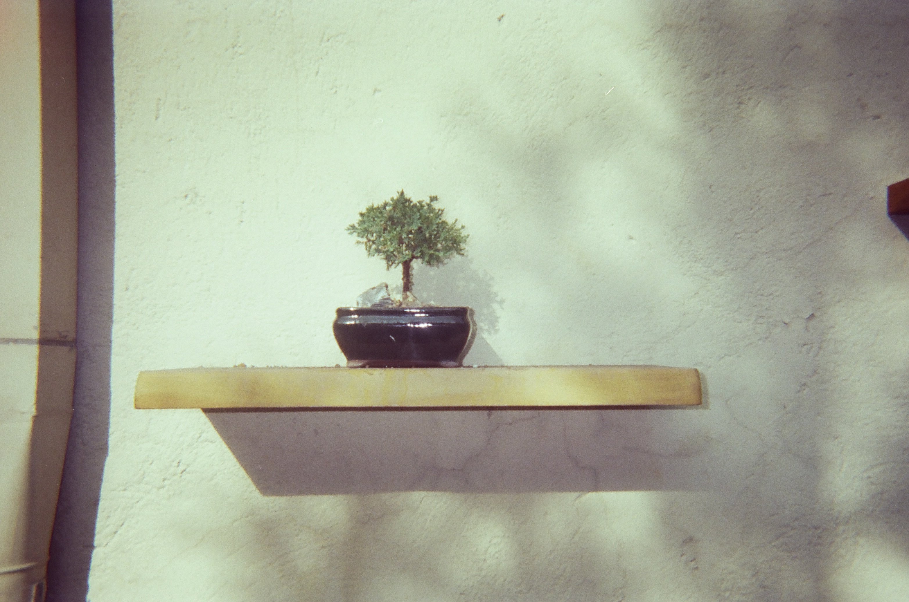 Small bonsai tree with dense green foliage in a dark navy glazed ceramic pot, displayed on a wooden shelf against a light mint-green textured wall, with a soft shadow cast behind it.