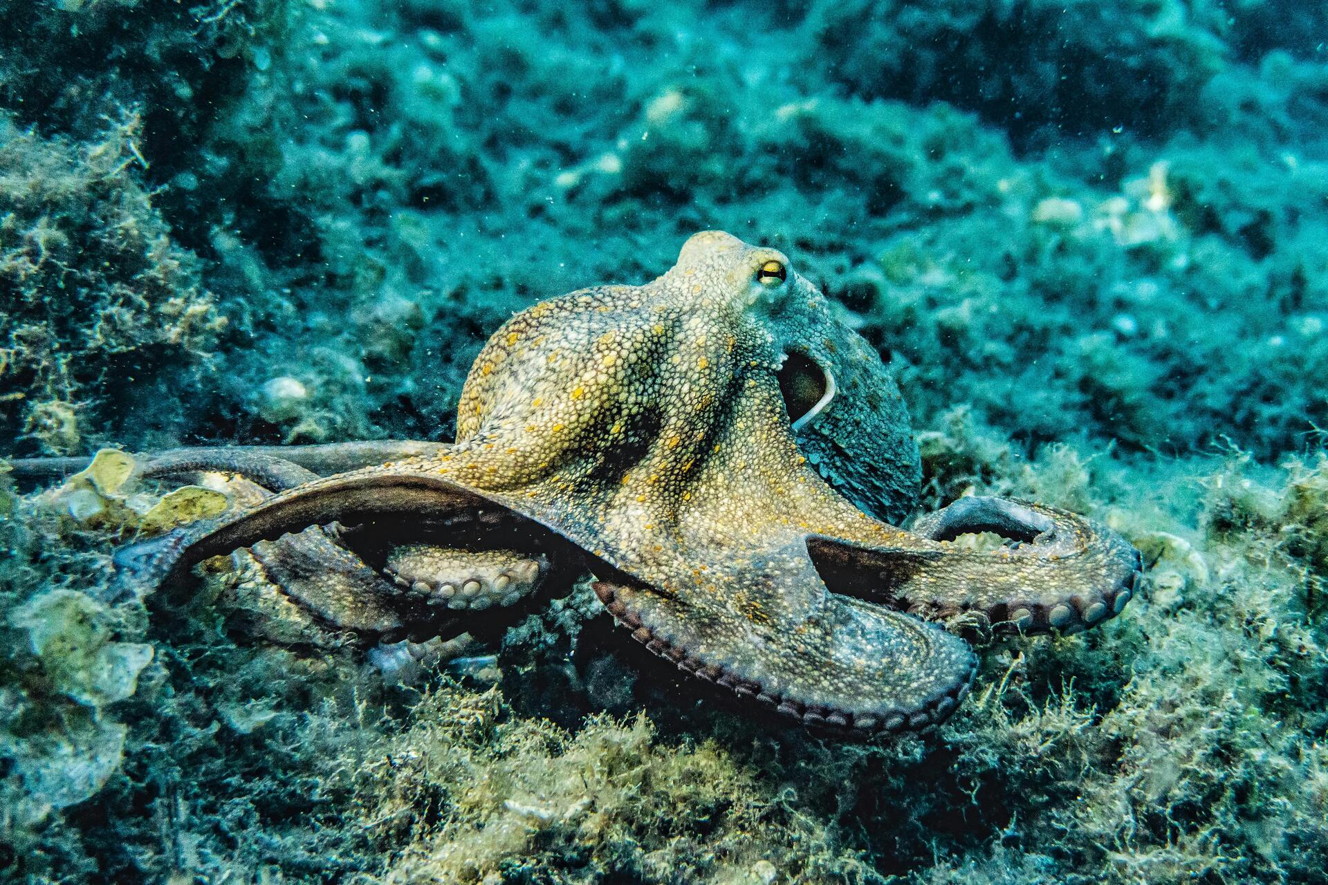 🐙 The Marvelous, Mischievous World of Octopuses