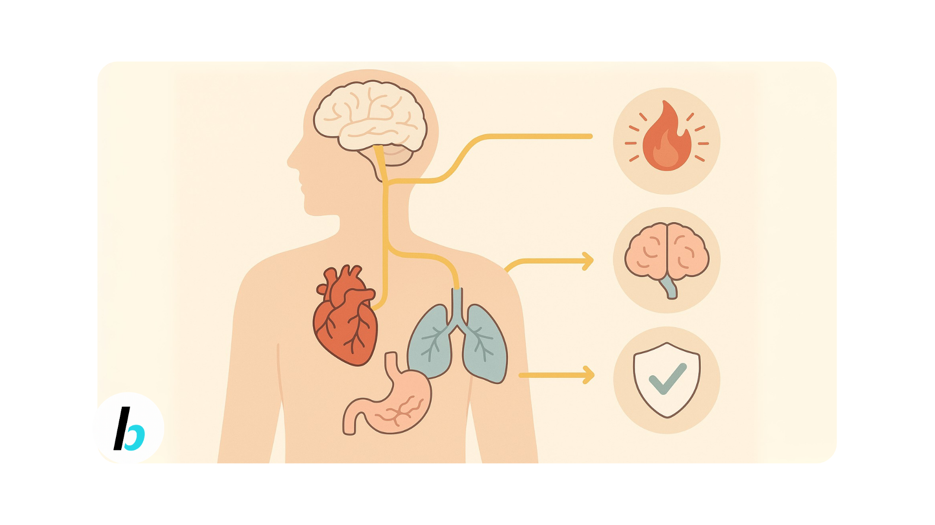 BusyBits #168: The Science Behind Your Body's Master Reset Button