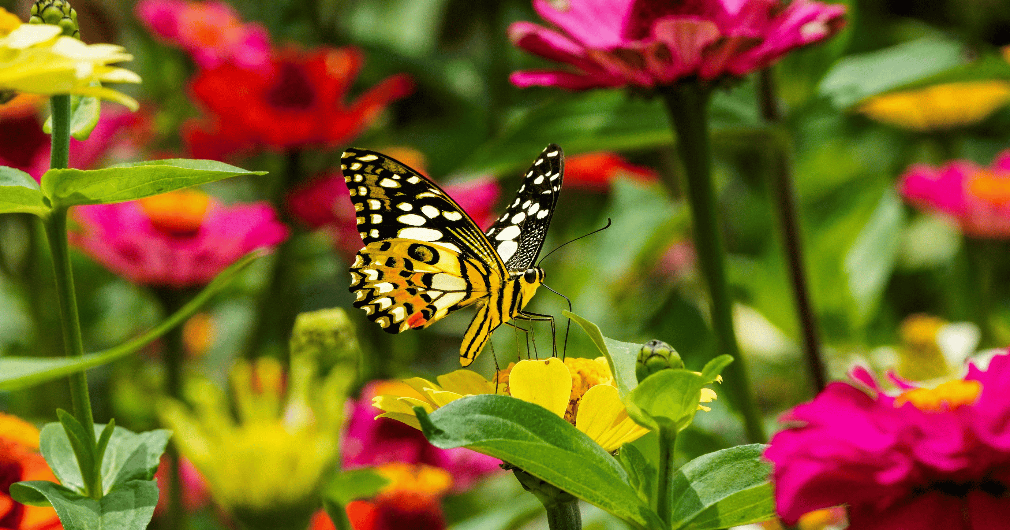 🦋 A Local Favorite Is Up For a National Win