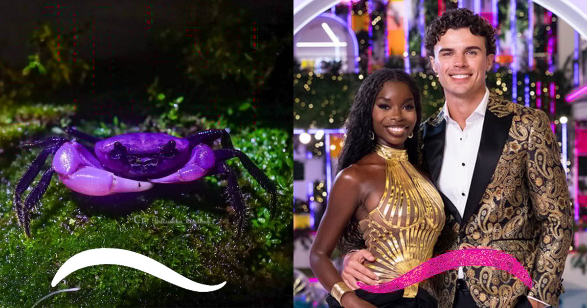 Purple crabs and a reality TV roundup