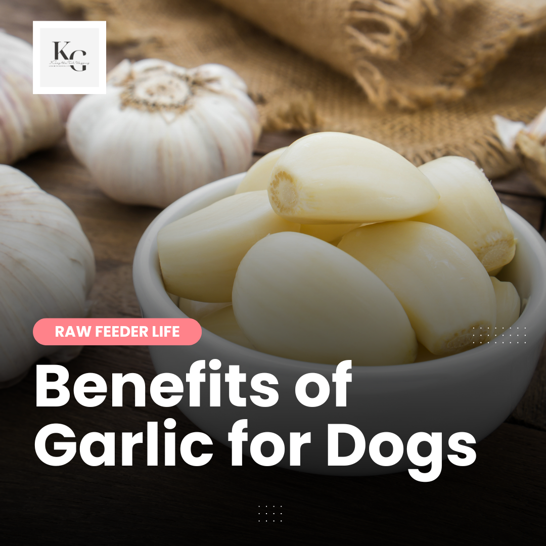 Garlic for Dogs: A Natural Flea Repellent That Works