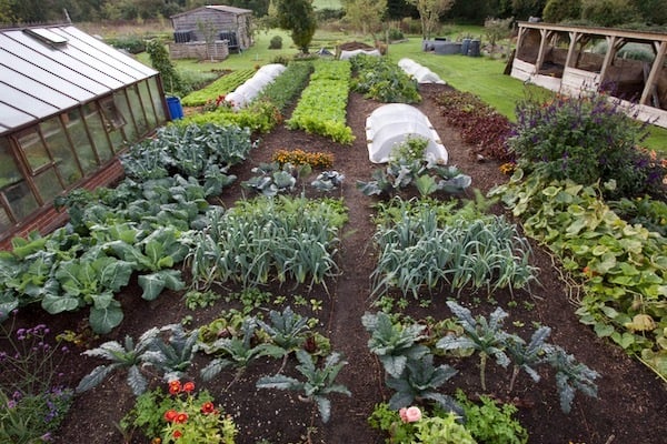 No dig harvests for the darker months